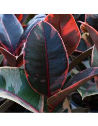Ficus Elastica, Rubber Tree 'Belize' Gerten Grown