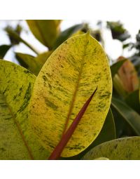 Ficus Elastica, Rubber Tree 'Shiveriana'