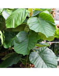 Ficus Umbellata 'Umbrella Fig'