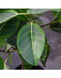 Ficus Altissima, Council Tree 'Yellow Gem'