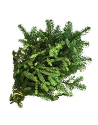 Fir 'Noble Fir'