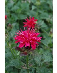Monarda, Scarlet Beebalm 'Fireball'