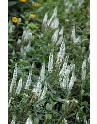 Veronica, Garden Speedwell 'First Lady'
