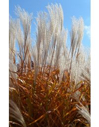 Miscanthus, Silver Grass 'Flame Grass'