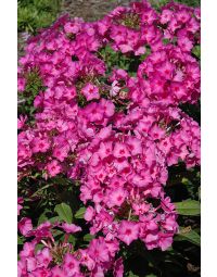 Phlox, Garden Flame® 'Pink'