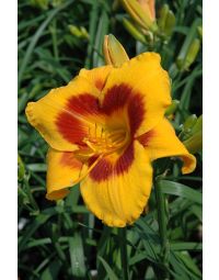 Hemerocallis, Yellow Daylily 'Fooled Me'