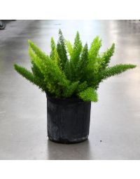 Asparagus Aethiopicus 'Foxtail Fern'