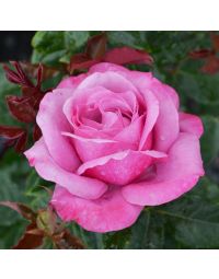 Rosa, Tea Rose 'Fragrant Plum'