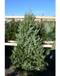 Fraser Fir Premium, Live Christmas Tree