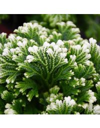 Selaginella, Spikemoss 'Frosty Fern'