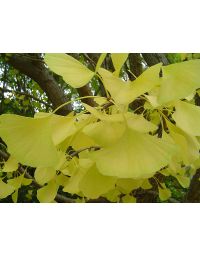 Ginkgo, 'Autumn Gold'