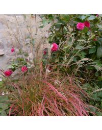 Miscanthus, Japanese Silver Grass 'Little Miss'