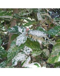 Ficus Aspera 'Clown Fig'