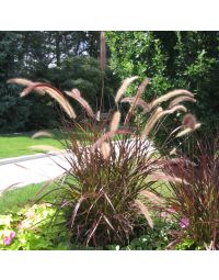 Pennisetum, Fountain Grass 'Purple'
