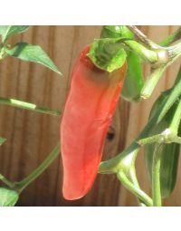 Capsicum, Hot Serrano Pepper