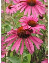 Echinacea, Purple Coneflower 'Ruby Star'