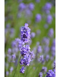 Lavandula, English Lavender 'Hidcote Blue'