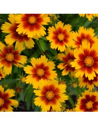 Coreopsis, Tickseed UpTick™ 'Gold and Bronze'