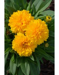 Coreopsis, Large Flowered Tickseed 'Solanna™ Golden Sphere'