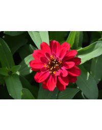 Zinnia, Profusion 'Double Hot Cherry'