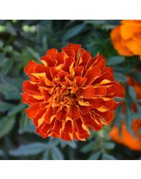 Tagetes, Marigold Durango® 'Red'