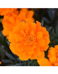 Tagetes, Marigold Durango® 'Orange'
