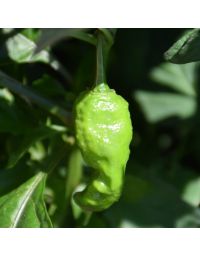Capsicum, Hot Habanero Pepper 'Ghost/Bhut Jolokia'