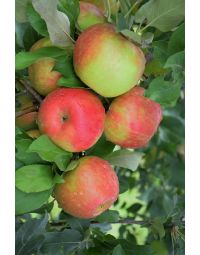 Malus, Fruiting Apple 'Honeycrisp'