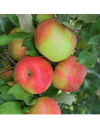 Malus, Fruiting Apple 'Honeycrisp' (Large Sizes)