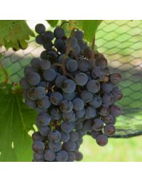 Vitis, White Grape 'Frontenac Gris™'
