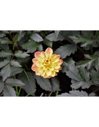 Dahlia, City Lights™ 'Golden Yellow'
