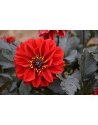 Dahlia, City Lights™ 'Red'