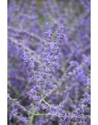 Perovskia, Russian Sage 'Crazy Blue'