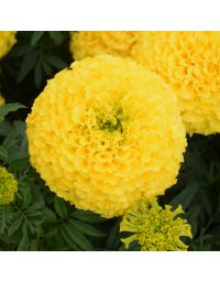 Tagetes, Marigold Marvel™ 'Yellow'