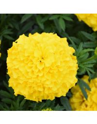 Tagetes, Marigold Antigua™ 'Yellow'