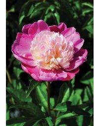 Paeonia, Pink Peony 'Gay Paree'