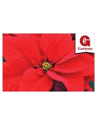 Red Poinsettia - Gift Card