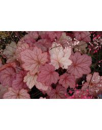 Heuchera, Red Leaf Coral Bells 'Georgia Peach'