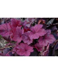 Heuchera, Purple Leaf Coral Bells 'Georgia Plum'