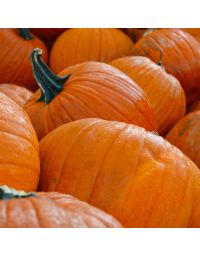 Pumpkins, Large