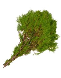 Cedar 'Golden Cedar'