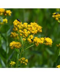 Solidago, Stiff Goldenrod 'Minnesota Native'
