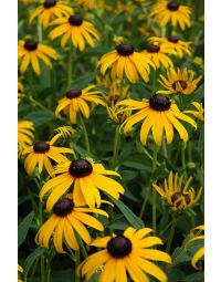 Rudbeckia, Orange Coneflower 'Goldsturm'