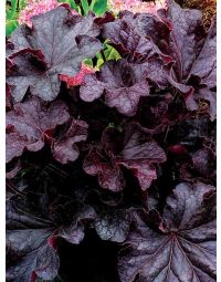 Heuchera, Black Leaf Coral Bells 'Grande™ Black'