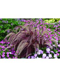 Pennisetum, Fountain Grass 'Fireworks'