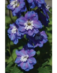 Delphinium, Candle Larkspur 'Guardian Blue'