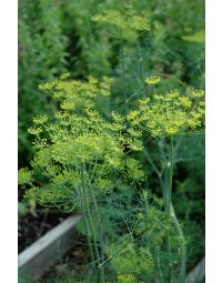 Anethum, Dill 'Fern Leaf Dill'