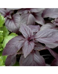 Ocimum, Basil 'Red Rosie'