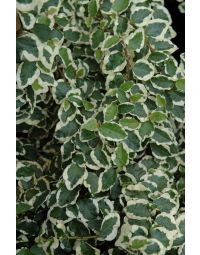 Ficus Pumila 'Variegata'