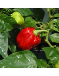 Capsicum, Hot Habenero Pepper 'Carolina Reaper'